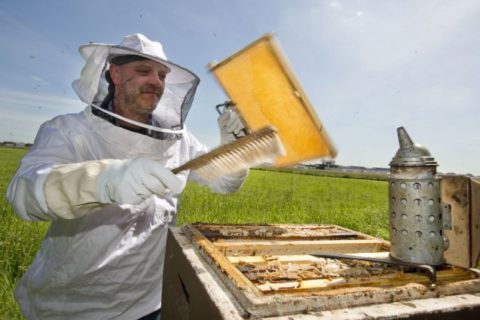 Die Bienen sollen die Luftqualität am Flughafen Hamburg untersuchen. Foto: Airport HAM