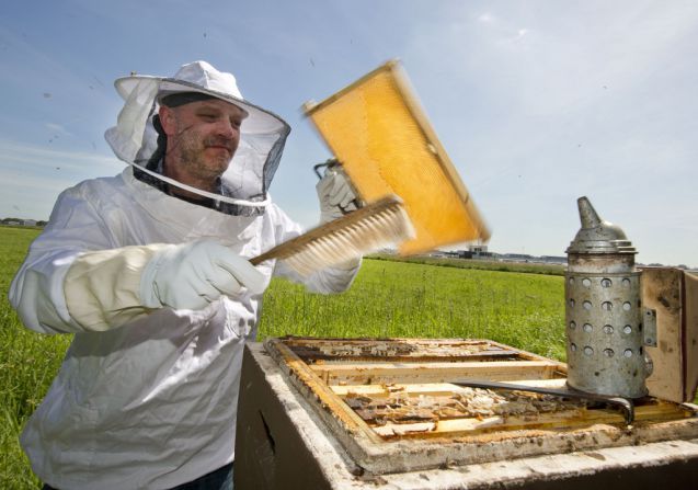 Die Bienen sollen die Luftqualität am Flughafen Hamburg untersuchen. Foto: Airport HAM