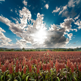 Südafrikanische Kleinbauern sollen Rohstoffe für Biosprit anbauen. (Foto: Boeing)