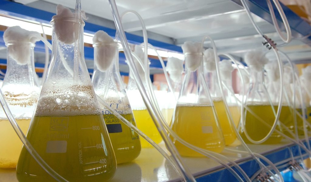 Biotreibstoffe im Luftverkehr sind nach Einschätzung von Wissenschaftlern möglicherweise weniger klimaschädlich als herkömmliches Flugzeugbenzin. Auch Airlines und Hersteller wie etwa Boeing arbeiten an der Herstellung von Bio-Kraftstoffen. Bild: Boeing