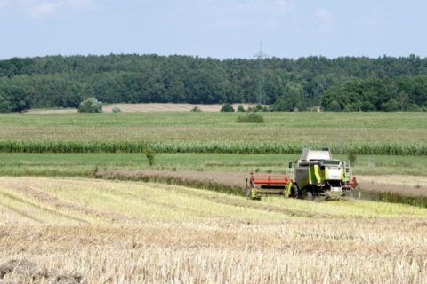 Biosprit wird erst spruchreif, wenn die Produktionskosten zurückgehen. Foto: André Künzelmann, UFZ