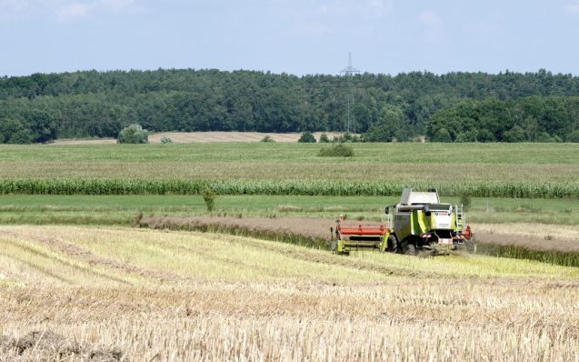 Biosprit wird erst spruchreif, wenn die Produktionskosten zurückgehen. Foto: André Künzelmann, UFZ