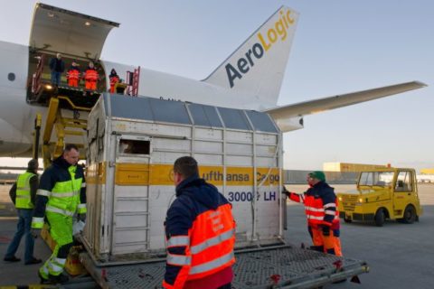 Ganz geheuer ist es dem Pferd im Lufthansa Container offenbar nicht. Foto: Leipzig Halle Airport