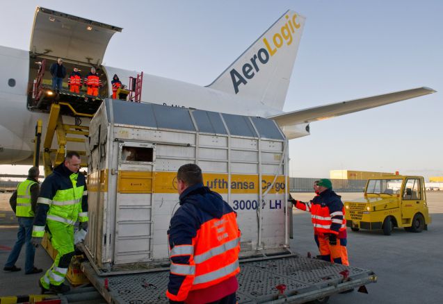 Ganz geheuer ist es dem Pferd im Lufthansa Container offenbar nicht. Foto: Leipzig Halle Airport