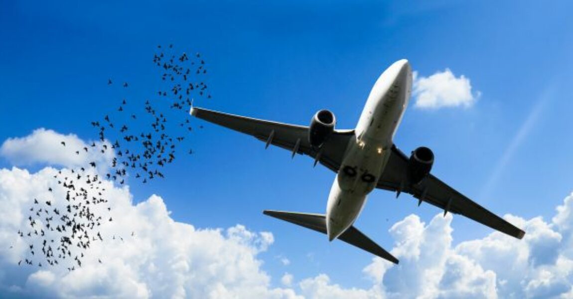 Verträgt sich nicht unbedingt: Vogel und Flugzeug.