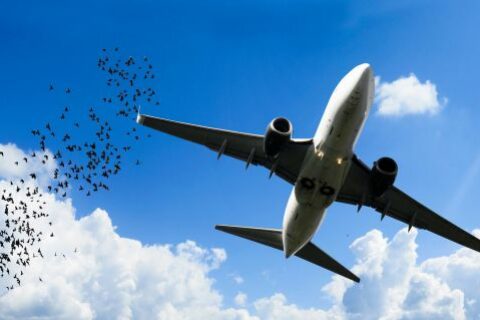 Verträgt sich nicht unbedingt: Vogel und Flugzeug.