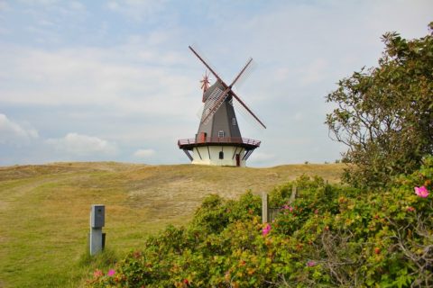 Windmühle auf der Insel Fanø. Bild: chbaum / shutterstock