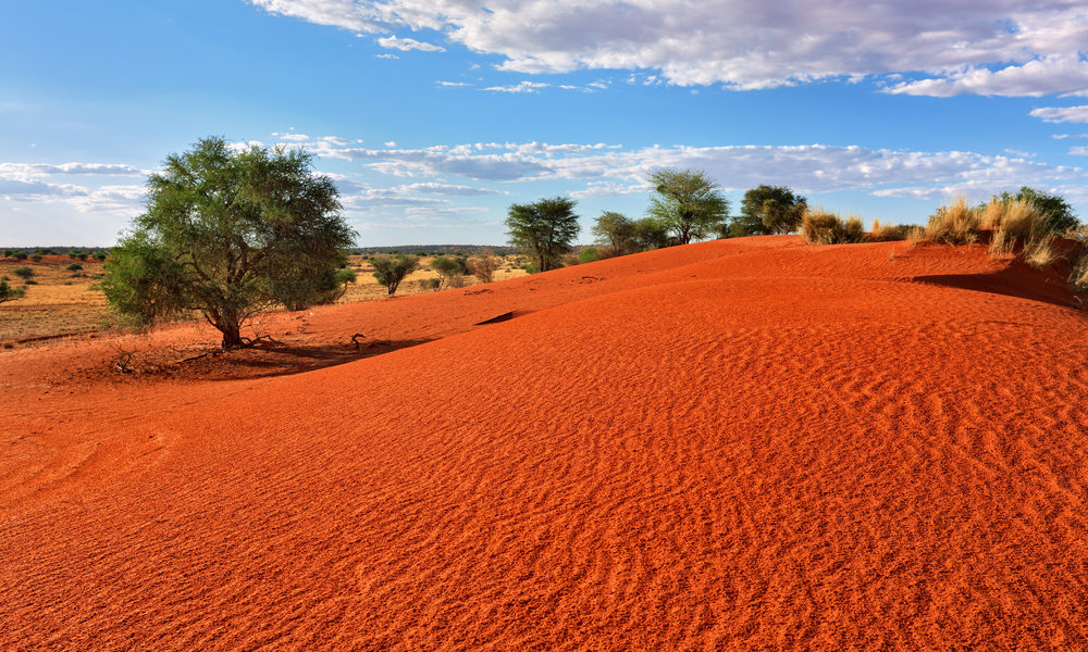 Die Kalahari ist dagegen karg und trocken. Täler und Hügel leuchten in Erdtönen von ausgewaschenem, fast weißen Sand in den Tälern bis hin zu leuchtendem Rot auf den Dünen. Bild: shutterstock / Oleg Znamenskiy