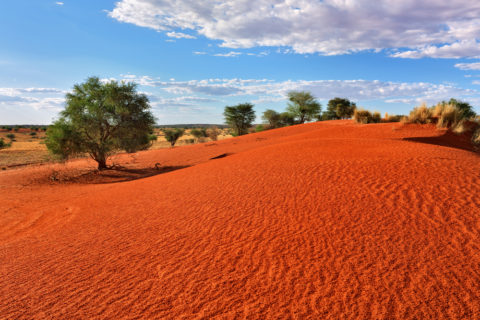 Die Kalahari ist dagegen karg und trocken. Täler und Hügel leuchten in Erdtönen von ausgewaschenem, fast weißen Sand in den Tälern bis hin zu leuchtendem Rot auf den Dünen. Bild: shutterstock / Oleg Znamenskiy