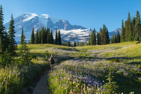 Wandern im Mount Rainier National Park im Spätsommer. Bild: Fremme / shutterstock