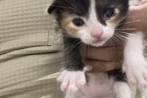 Wenn Sie diese Katze adoptieren, bekommen Sie mehrere Reisegutscheine! 