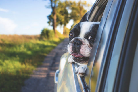 Mit dem Hund auf Reisen, ist nicht immer einfach.