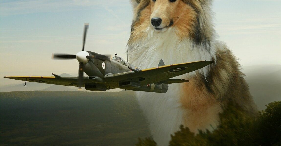 Wer mit einem Hund verreisen möchte, muss auf viele Besonderheiten achten.