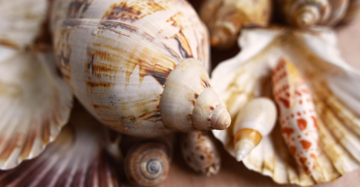 Bevor Muscheln aus einem anderen Land nach Deutschland eingeführt werden, sollte man sich über die geltenden Bestimmungen informieren