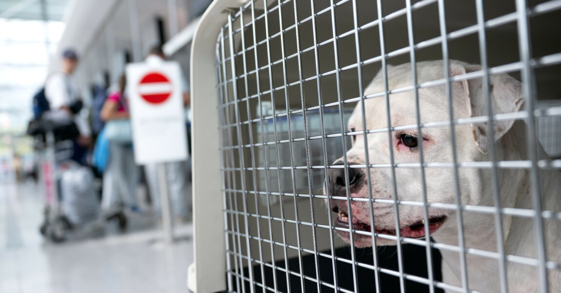 Hund im Flugzeug mitnehmen? Bei jeder Airline gelten unterschiedliche Regeln für die Mitnahme in der Kabine und im Frachtraum.