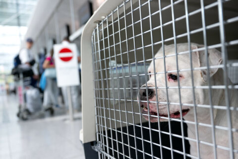 Hund im Flugzeug mitnehmen? Bei jeder Airline gelten unterschiedliche Regeln für die Mitnahme in der Kabine und im Frachtraum.