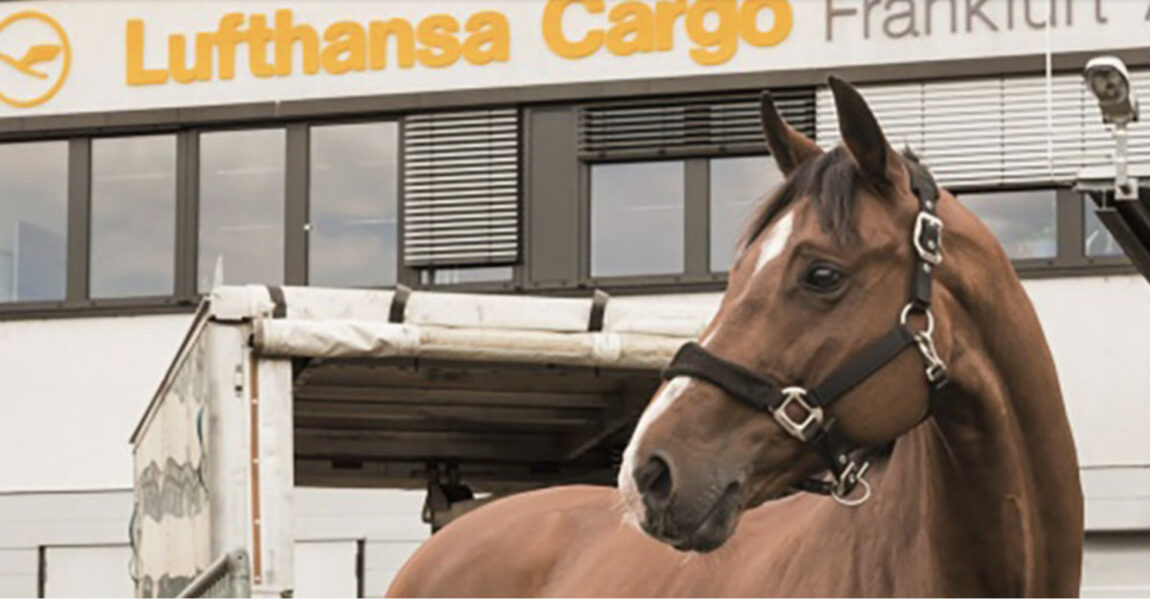 Der Transport von Pferden im Flugzeug soll möglichst stressfrei für das Tier ablaufen.