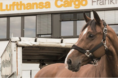 Der Transport von Pferden im Flugzeug soll möglichst stressfrei für das Tier ablaufen.