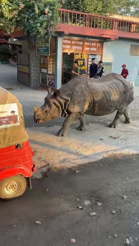 Nashorn in der Stadt
